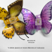 Piranha Borboleta Pintada - OUTLET
