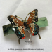Presilha Butterfly - OUTLET